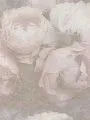 Обои A.S. Creation Природные мотивы (Natural Motifs) 79268-2